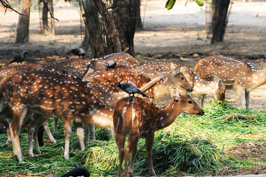 Band Baretha Wildlife Sanctuary Bharatpur