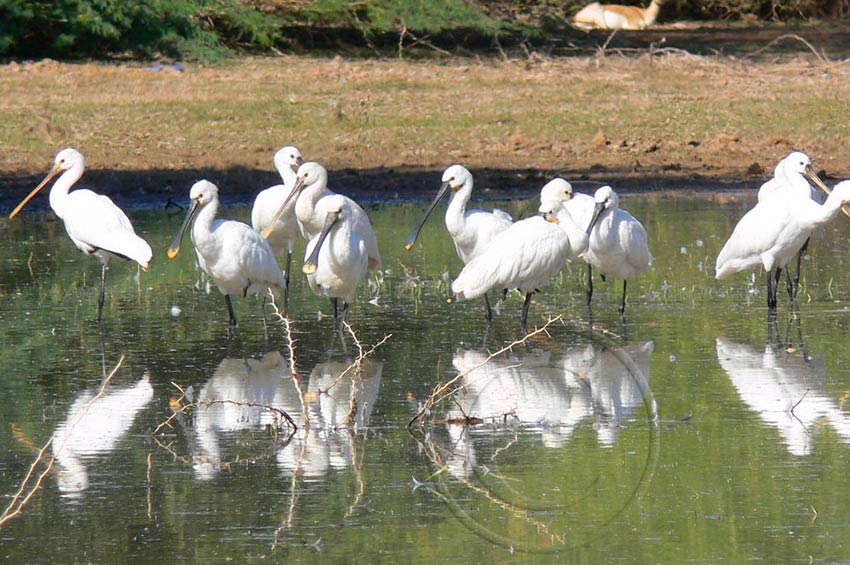 Gajner Wildlife Sanctuary, Bikaner