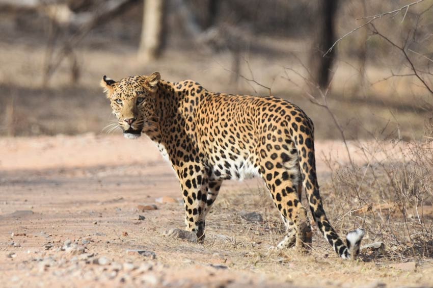 Jhalana Leopard Safari Park, Jaipur