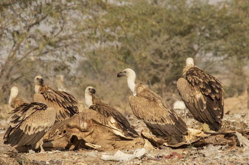 Jorbeer Conservation Reserve, Bikaner 