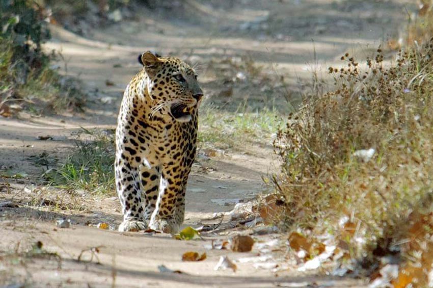 Mount Abu Wildlife Sanctuary