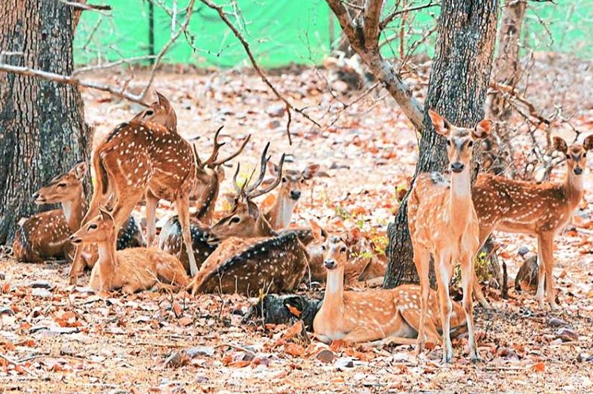 Mukundara Tiger Reserve Kota