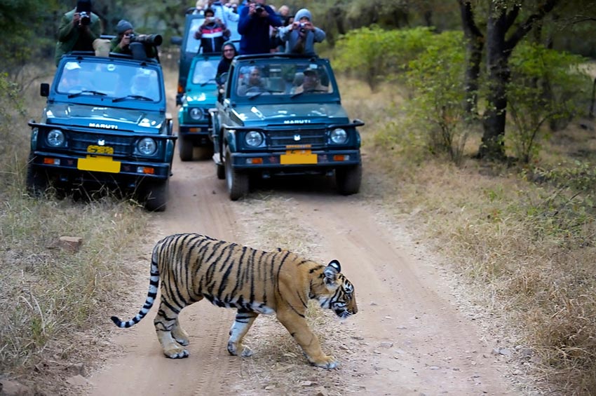 Ranthambore Day Tour