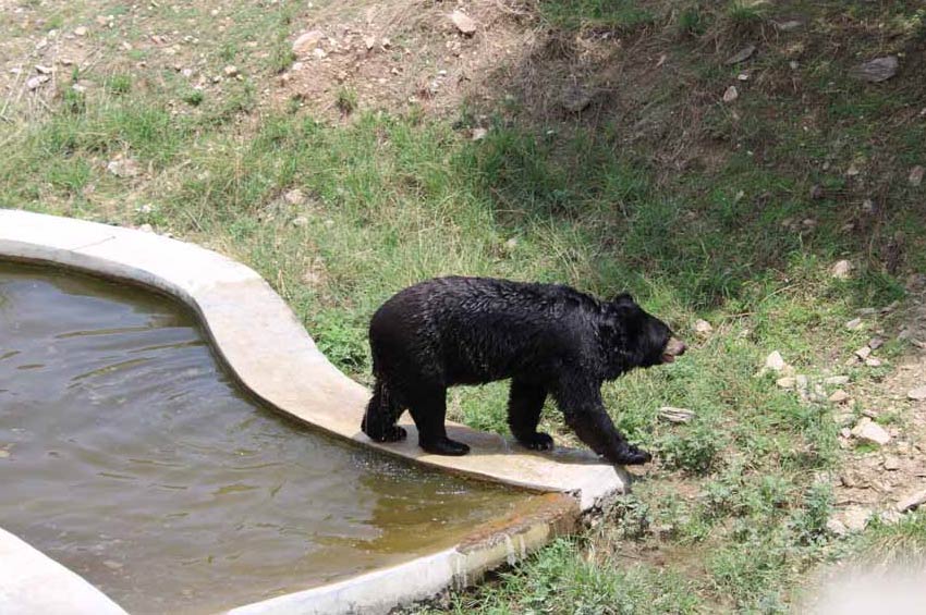 Sajjangarh Biological Park Udaipur