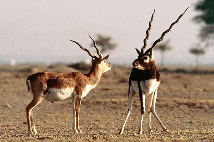 Tal Chhapar Sanctuary, Churu Rajasthan